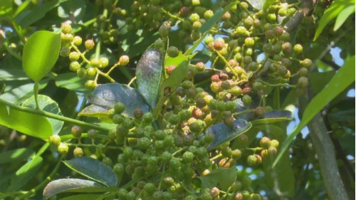 中食展快讯|云南楚雄获批  两项国家地理标志证明商标