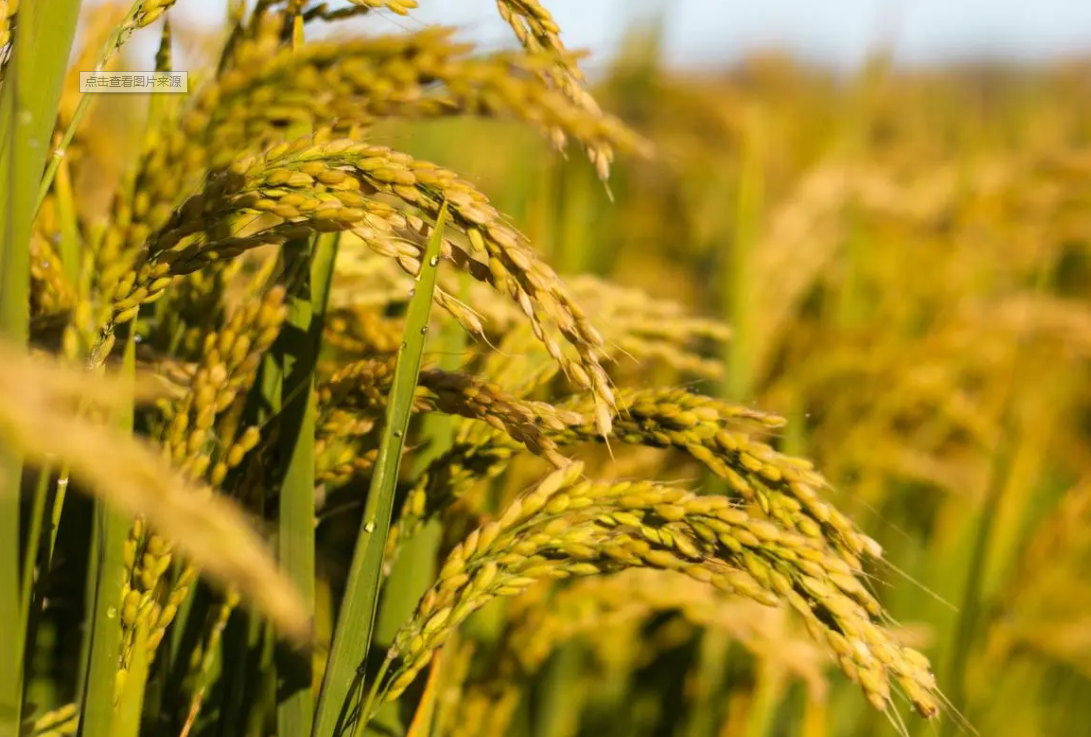 中食资讯 | 唤醒“沉睡”的耕地后备资源