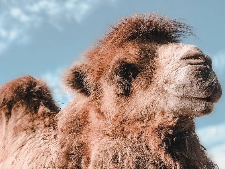 展商推荐｜新疆驼域生物科技有限公司入驻上海中食展